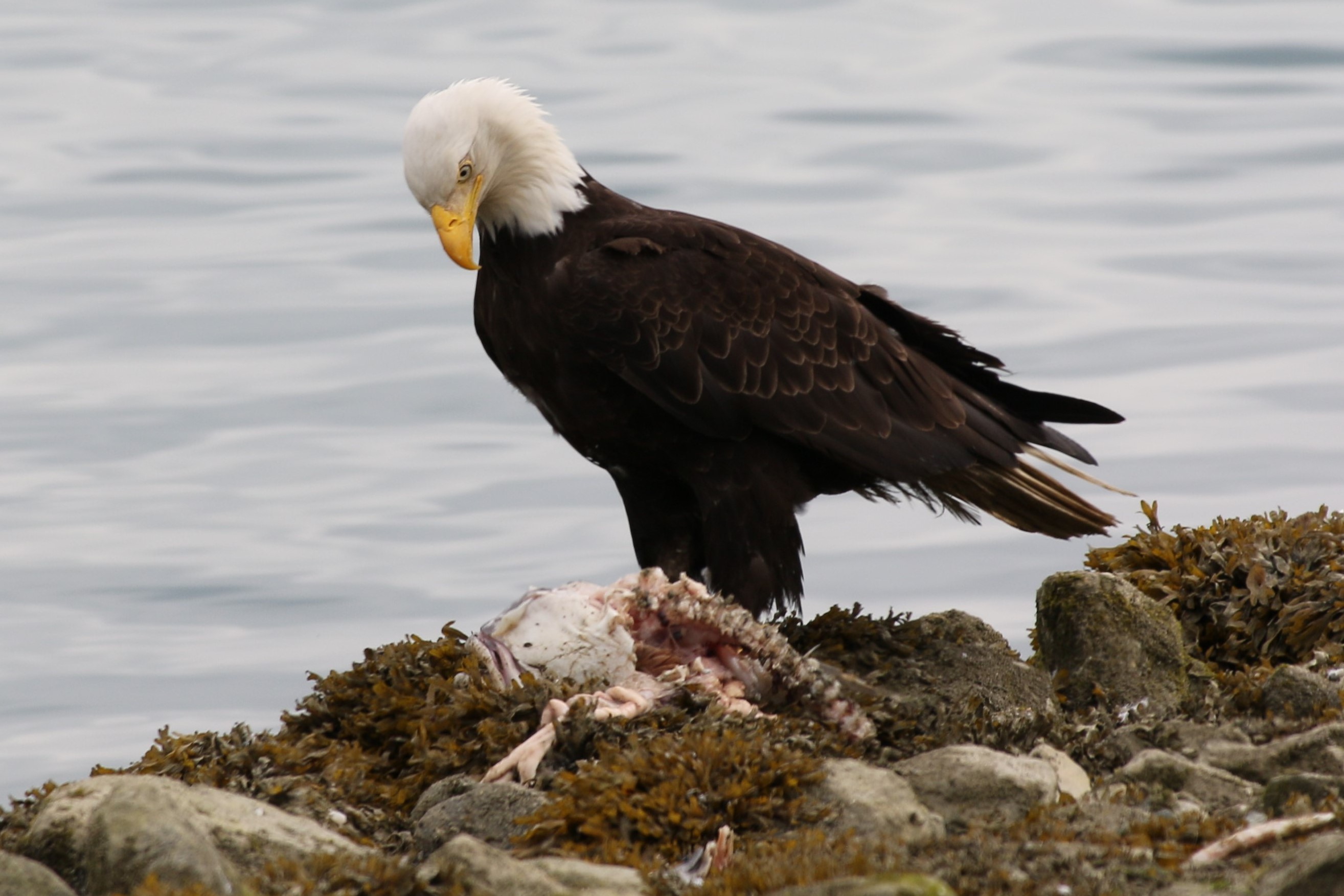 Alaska
